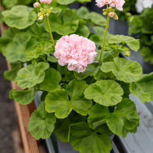 Vanhanajan pelargoni