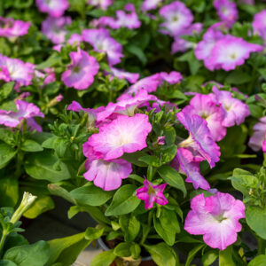 Tarhapetunia