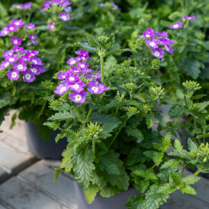 Verbena