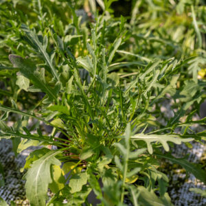 Villirucola