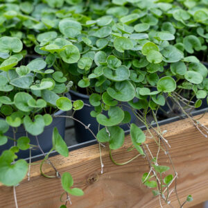 Liedon kukka ja puutarha viherputous