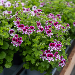 Liedon kukka ja puutarha tuoksupelargoni